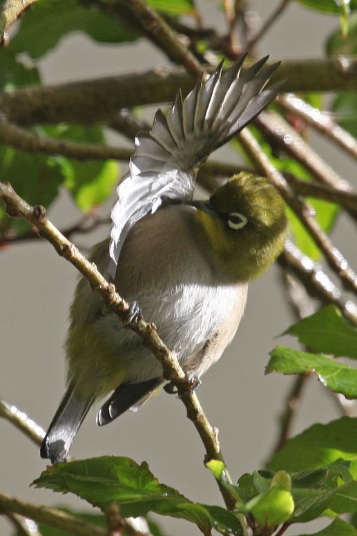 cape white-eye